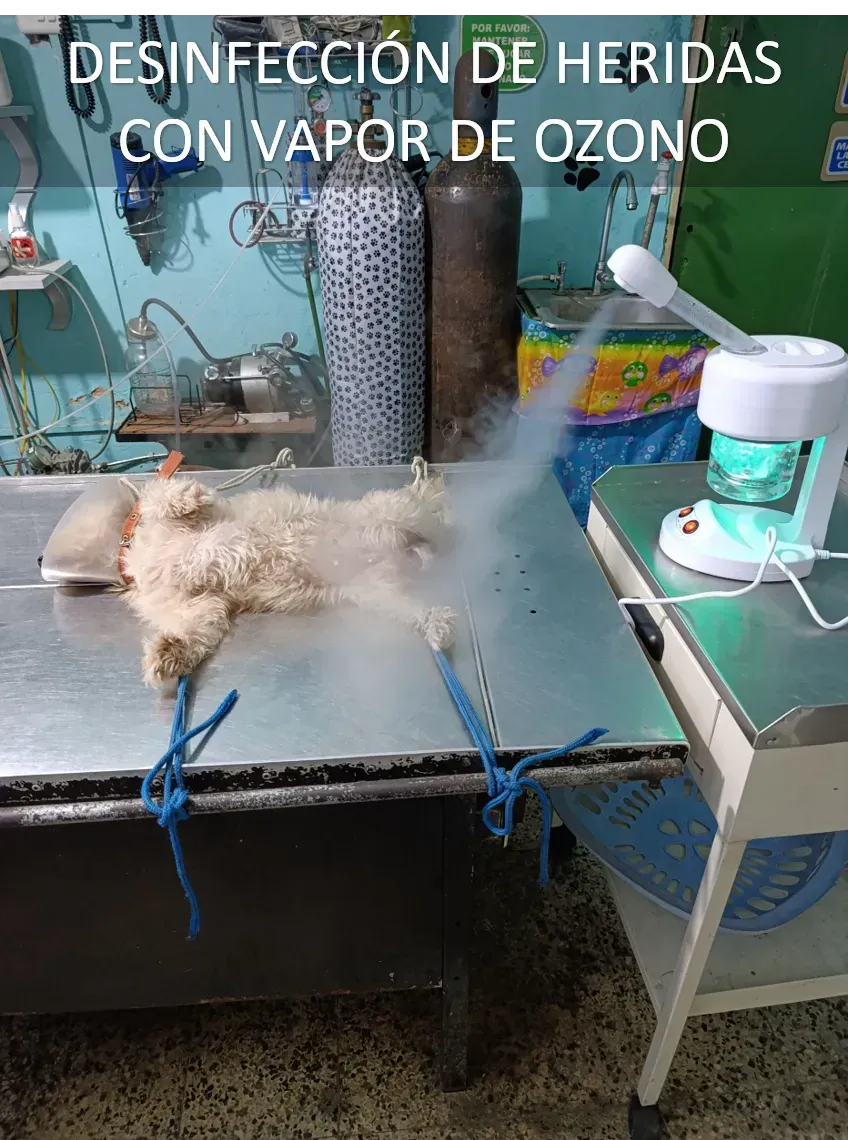 Curas, tratamientos y emergencias